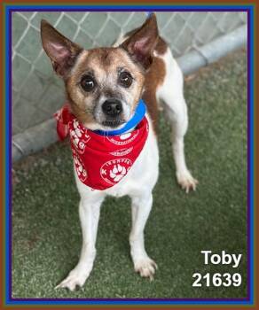 TOBY (see also BLU) -  Terrier and Chihuahua Dog for Adoption in Marietta, Georgia - TOBY (see Also BLU) | PetCurious