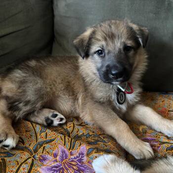 German Shepherd Dog Dogs Available for Adoption in New York, New York - Audrey | PetCurious