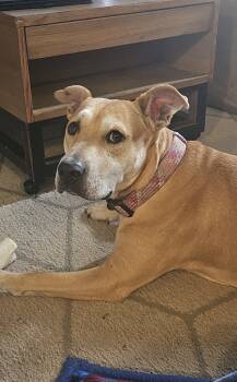 Rescue American Staffordshire Terrier Dogs for Adoption in Minneapolis, Minnesota - Dolly | PetCurious