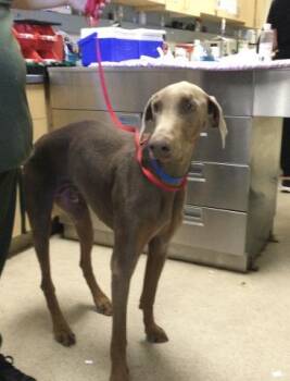 BROWNIE -  Doberman Pinscher Dog for Adoption in Riverside, California - BROWNIE | PetCurious
