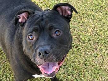 Tammy -  Mixed Breed Dog for Adoption in Georgetown, Texas - Tammy | PetCurious