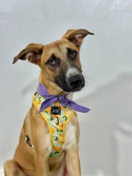 Rosaline-One of our Amazing Rescue Dogs -  German Shepherd Dog and Black Mouth Cur Dog for Adoption in Carlsbad, California - Rosaline-One Of Our Amazing Rescue Dogs | PetCurious