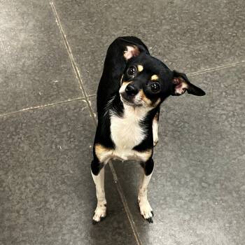 Rescue Chihuahua Dogs for Adoption in Bend, Oregon - Jasper | PetCurious
