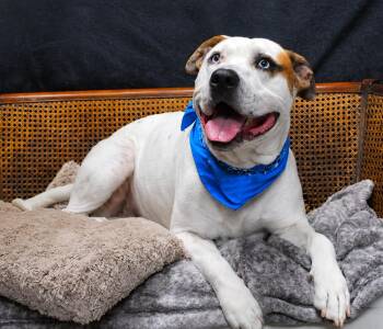 Corkey -  Mixed Breed Dog for Adoption in Cheboygan, Michigan - Corkey | PetCurious