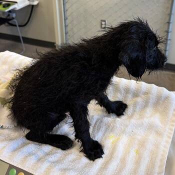 109053 -  Mixed Breed Dog for Adoption in Las Cruces, New Mexico - 109053 | PetCurious