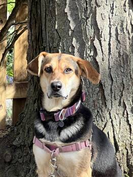 Hound Dogs Available for Adoption in Livonia, Michigan - Gia | PetCurious