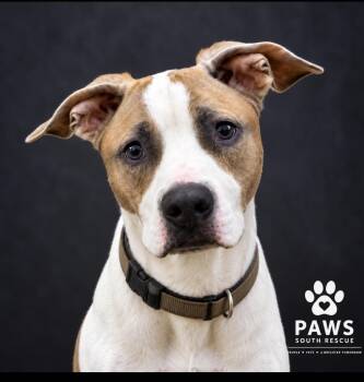 Tank -  American Staffordshire Terrier and Beagle Dog for Adoption in Cumming, Georgia - Tank | PetCurious