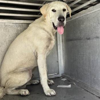 Hoop -  Shar Pei and Mixed Breed Dog for Adoption in Edinburg, Texas - Hoop | PetCurious