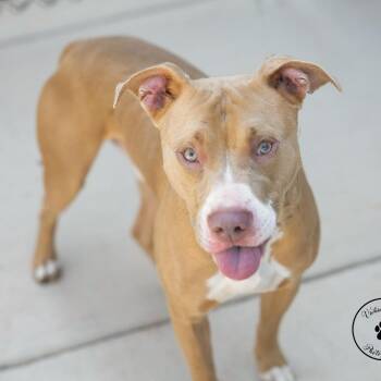 Westley -  American Staffordshire Terrier and Mixed Breed Dog for Adoption in Abilene, Texas - Westley | PetCurious
