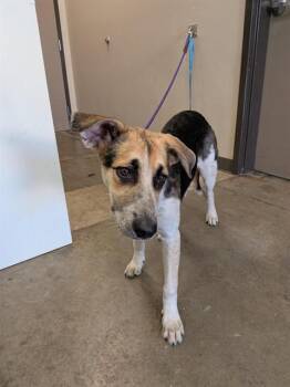 BANJO -  Australian Cattle Dog Blue Heeler and Mixed Breed Dog for Adoption in Ontario, California - BANJO | PetCurious