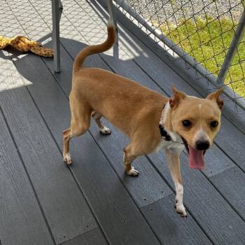 King -  Chihuahua Dog for Adoption in Lakeland, Florida - King | PetCurious