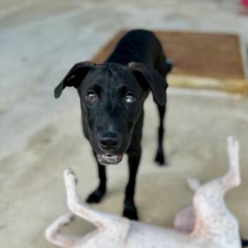 Felix -  Black Labrador Retriever Dog for Adoption in Seguin, Texas - Felix | PetCurious