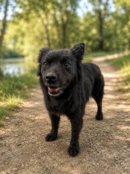 Agnes -  Cattle Dog Dog for Adoption in Millcreek, Utah - Agnes | PetCurious