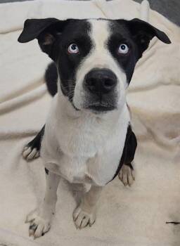 ANCHORAGE -  Labrador Retriever and Mixed Breed Dog for Adoption in Brunswick, Georgia - ANCHORAGE | PetCurious