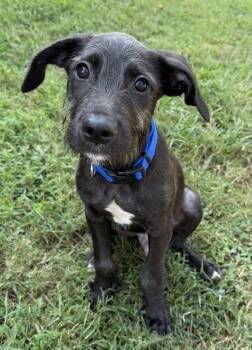 Leo -  Black Labrador Retriever and Wirehaired Terrier Dog for Adoption in Lawrenceville, Georgia - Leo | PetCurious
