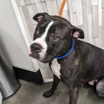 Rescue Terrier Dogs for Adoption in Tampa, Florida - Oreo | PetCurious