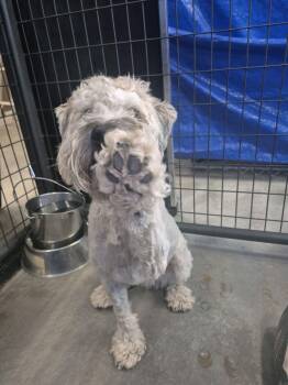 Rescue West Highland White Terrier Westie Dogs for Adoption in Pueblo, Colorado - Rocco | PetCurious