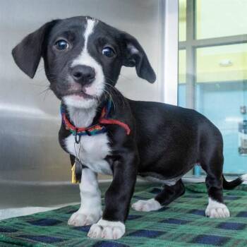 Beagle and Dachshund Dogs Available for Adoption in St. Louis, Missouri - CAROLINE | PetCurious