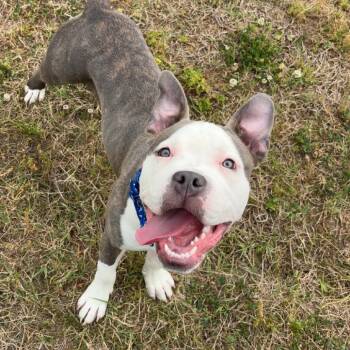 Pit Bull Terrier Dogs Available for Adoption in Ridgely, Maryland - Boom | PetCurious