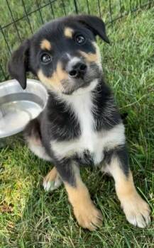 Finn -  Mixed Breed Dog for Adoption in Polson, Montana - Finn | PetCurious