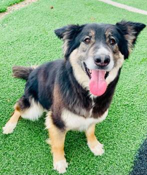 Molly -  Shepherd and Husky Dog for Adoption in Rock Springs, Wyoming - Molly | PetCurious