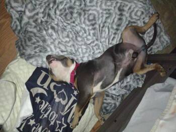 Ace -  Pit Bull Terrier Dog Available for Adoption in Youngsville, North Carolina - Ace | PetCurious