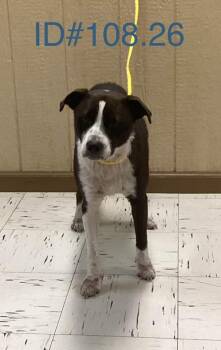 Border Collie Dogs Available for Adoption - #108.26 | PetCurious