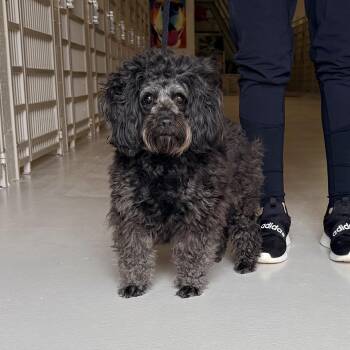 Cockapoo Dogs Available for Adoption in Chicago, Illinois - Suzy | PetCurious
