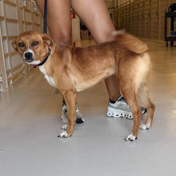 Dee Dee -  Terrier Dog for Adoption in Chicago, Illinois - Dee Dee | PetCurious
