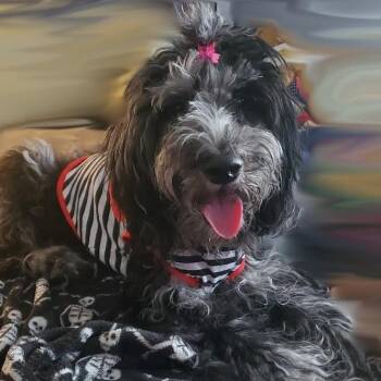 Lilith -  Terrier Dog for Adoption in Dallas, Texas - Lilith | PetCurious