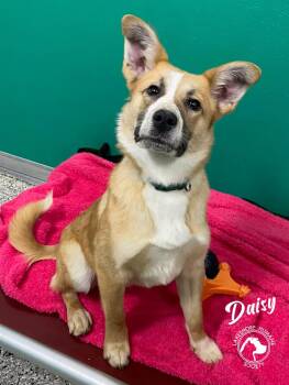 Shepherd Dogs Available for Adoption - Daisy | PetCurious