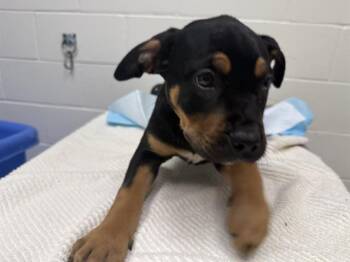 Pit Bull Terrier Dogs Available for Adoption - CROW | PetCurious