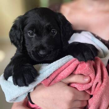 Rainie -  Golden Retriever and Mixed Breed Dog for Adoption in Fredericksburg, Virginia - Rainie | PetCurious