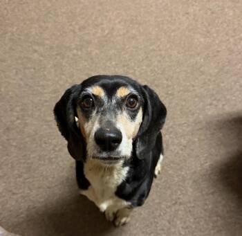 Freya -  Beagle Dog for Adoption in Yorktown, Indiana - Freya | PetCurious