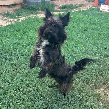 Luca -  Terrier and Mixed Breed Dog for Adoption in Graham, Texas - Luca | PetCurious