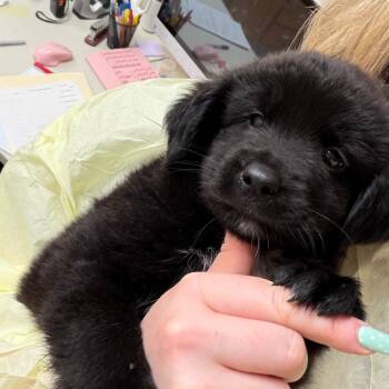 Yoshi -  Black Labrador Retriever and Mixed Breed Dog for Adoption in Pekin, Illinois - Yoshi | PetCurious