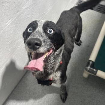 Ryder -  Australian Cattle Dog Blue Heeler and Mixed Breed Dog for Adoption in Evansville, Indiana - Ryder | PetCurious