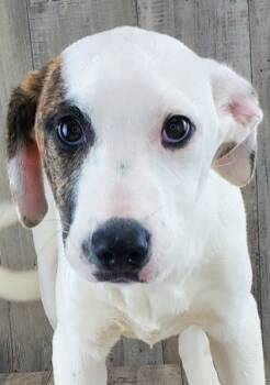 Rescue Great Pyrenees and Mixed Breed Dogs for Adoption in Shreveport, Louisiana - Nolla | PetCurious