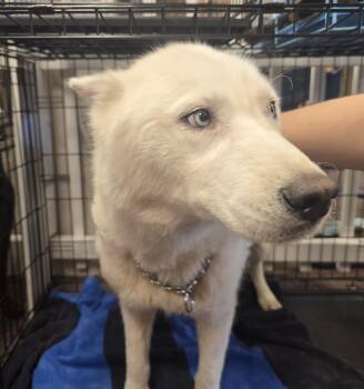 Ozzy -  Siberian Husky Dog for Adoption in Lawrenceville, Georgia - Ozzy | PetCurious