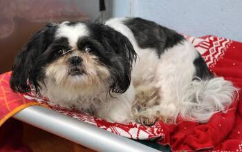 Hazel -  Shih Tzu Dog for Adoption in Harrison, New York - Hazel | PetCurious