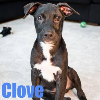 Clove -  Terrier and Retriever Dog for Adoption in Ellicott City, Maryland - Clove | PetCurious