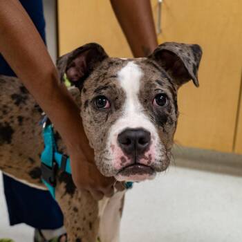 Merlot -  Boxer Dog for Adoption in Baltimore, Maryland - Merlot | PetCurious