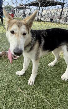 Rescue Husky Dogs for Adoption in Santa Monica, California - Delfina | PetCurious