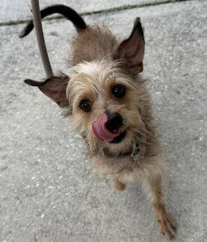 Yorkshire Terrier and Chihuahua Dogs Available for Adoption - Alba | PetCurious