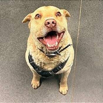 Chesapeake Bay Retriever Dogs Available for Adoption in Idaho Falls, Idaho - Teddy | PetCurious
