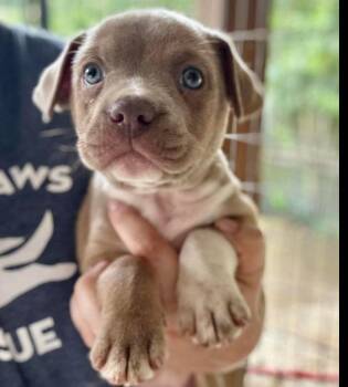 Cannoli -  Mixed Breed Dog Available for Adoption in Groveland, Massachusetts - Cannoli | PetCurious