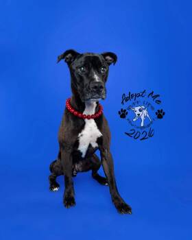 Pit Bull Terrier Dogs Available for Adoption in Troy, Michigan - Walter Wigglebutt | PetCurious