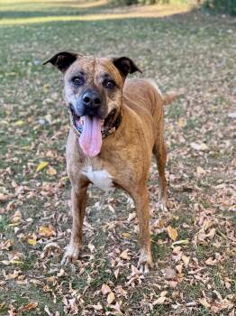 Diesel -  Mixed Breed Dog for Adoption in Midland, Michigan - Diesel | PetCurious