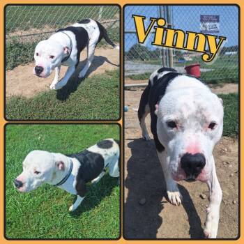 Rescue American Staffordshire Terrier Dogs for Adoption in Pierceton, Indiana - Vinny | PetCurious