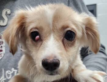 Rescue Labrador Retriever Dogs for Adoption in Chattanooga, Tennessee - Mal | PetCurious